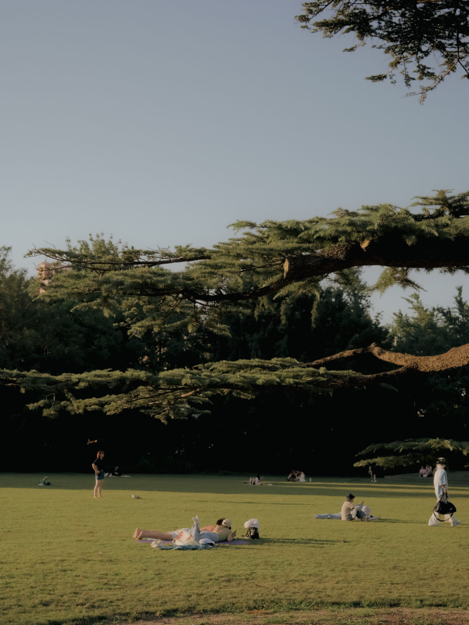 一颗松树的半径