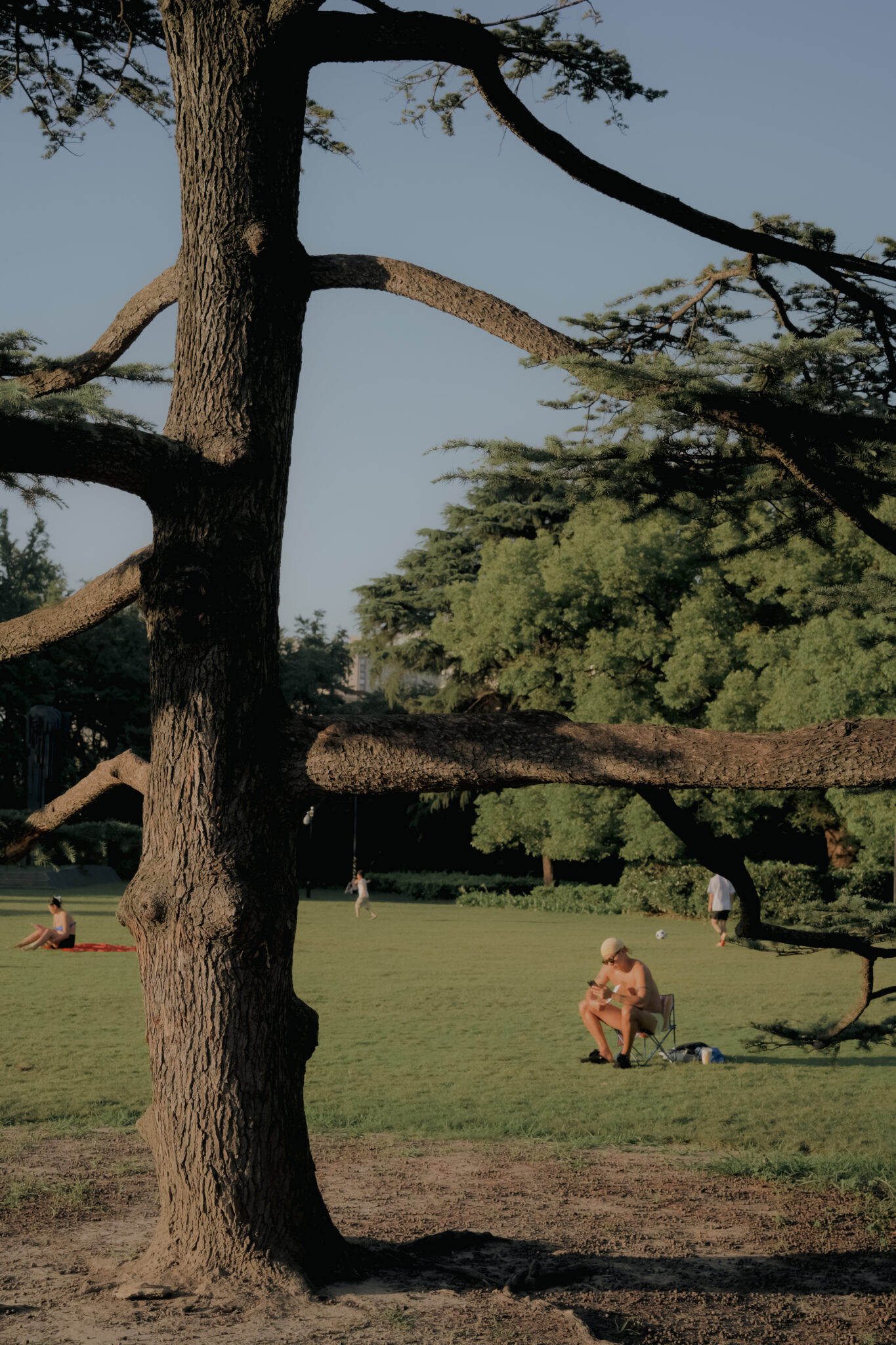 一颗松树的半径2