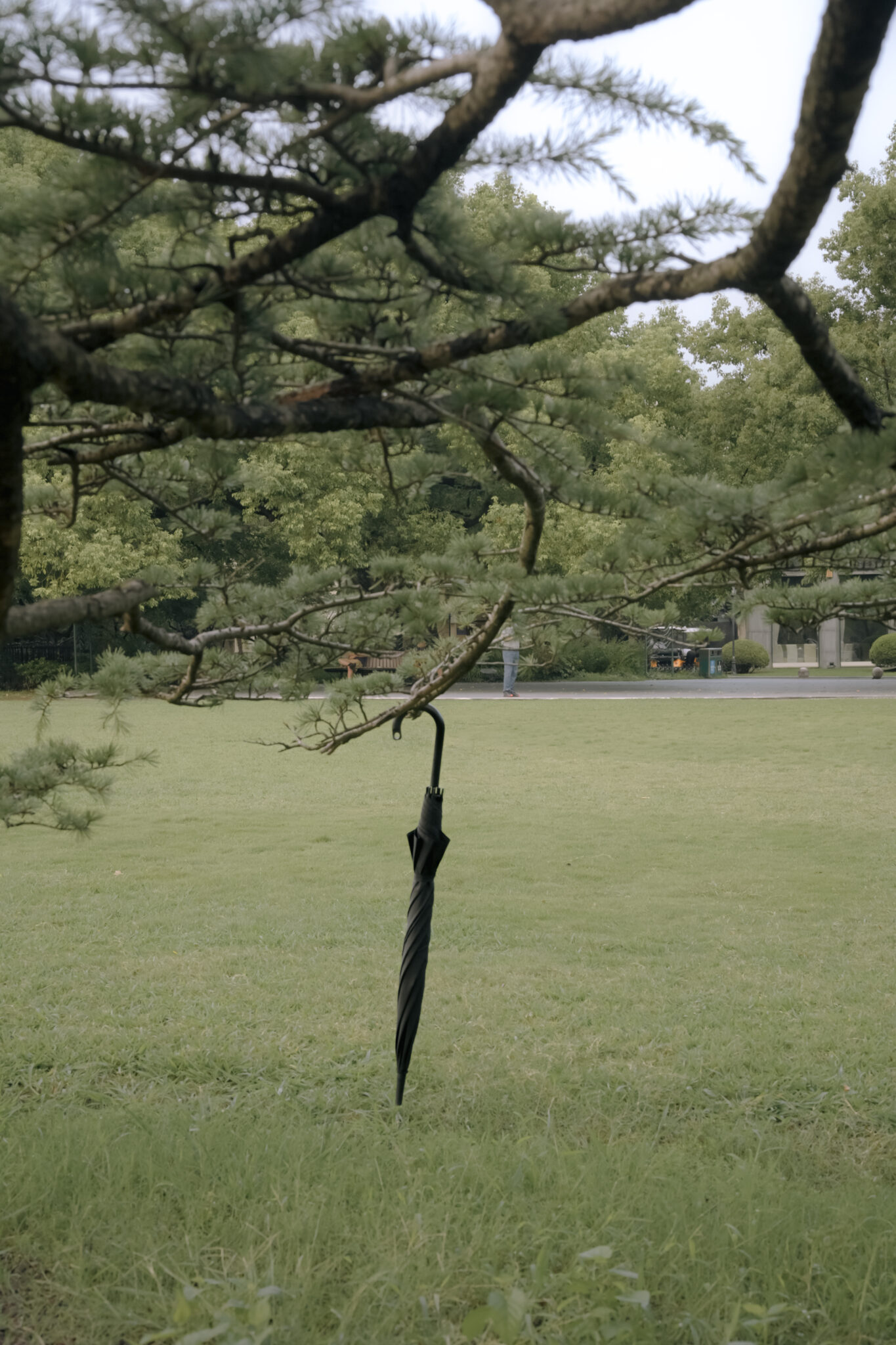 一颗松树的半径3