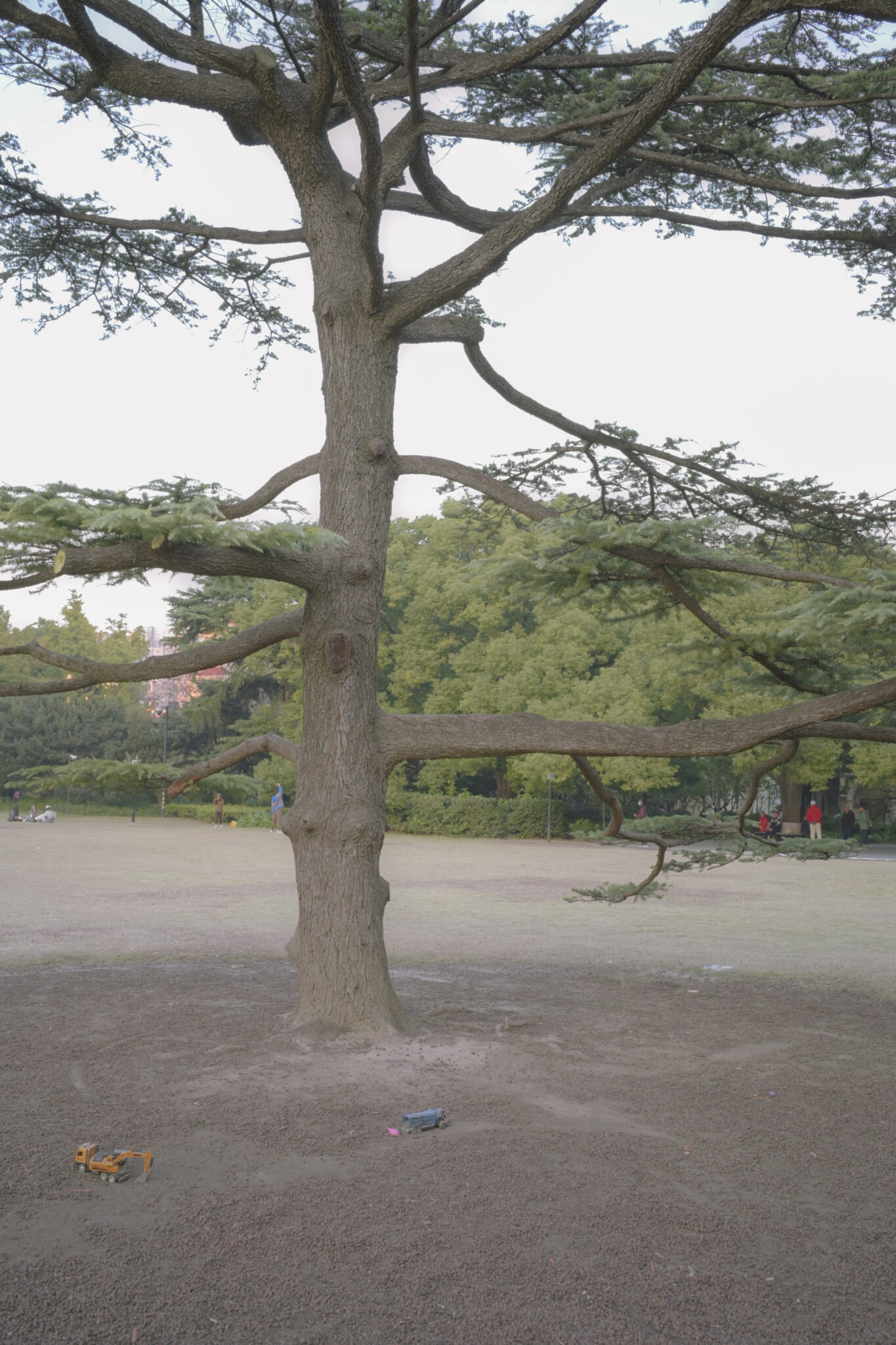 一颗松树的半径4